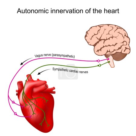 Ilustración de Inervación cardíaca. Sistema nervioso autónomo. Simpático y Parasimpático. Cerebro humano con nervio vago y nervio cardíaco. control de la frecuencia cardíaca. ilustración vectorial - Imagen libre de derechos