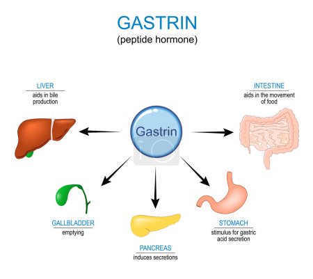 Gastrin hormone Function. Gastrointestinal hormone that affects Gastric acid secretion in stomach, aids in bile production in liver, pancreas induces secretions, aids in the movement of food in intestine. Vector illustration, medical poster