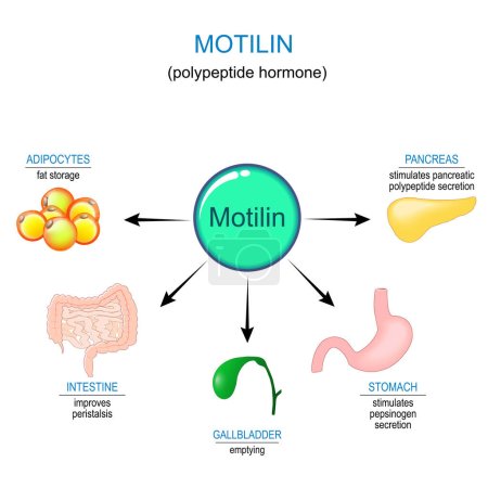Illustration for Motilin hormone and internal organs that reaction on polypeptide hormone. Gastrointestinal motility and Intestinal contractions. Migrating motor complex. Human Digestive system. Endocrine system. Vector illustration - Royalty Free Image