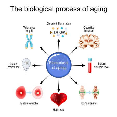 Illustration for Aging process. Frailty Biomarkers. Cellular senescence. Epigenetic clocks. Vector diagram - Royalty Free Image
