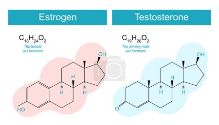 Illustration for Testosterone and estrogen molecules. Comparison and Difference. molecular chemical structural formula of sex hormones. Hormone replacement therapy. Vector illustration - Royalty Free Image