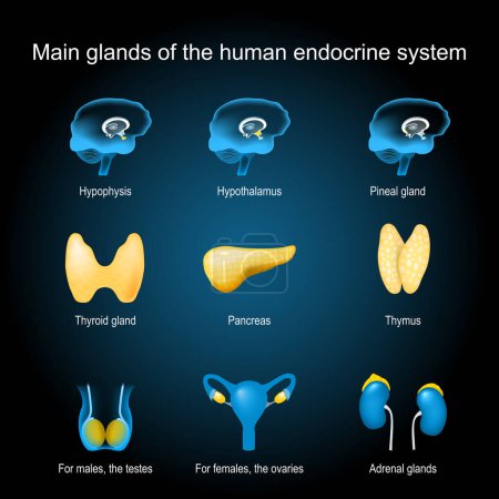 Téléchargez les illustrations : Glands of a human endocrine system. pituitary, pineal, adrenal glands, testicle, ovary, pancreas, thyroid, and thymus. Set icons with glowing effect. Realistic transparent blue internal organs on dark background. Vector illustration about Human anato - en licence libre de droit