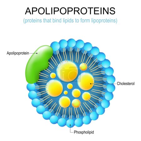 Téléchargez les illustrations : Apolipoprotéine. Structure d'une protéine qui lie les lipides pour former des lipoprotéines. LDL et athérosclérose. Illustration vectorielle - en licence libre de droit