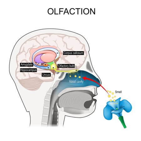 olfaction. Les nerfs olfactifs. Coupe transversale d'une tête humaine avec une partie du cerveau impliquée dans l'odeur. Odeur-cerveau. système éducatif. Illustration vectorielle
