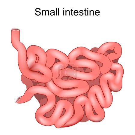 Illustration for Small Intestine. Medical Illustration. Human Anatomy. Small bowel is a part of a gastrointestinal tract. Digestive system. Vector illustration - Royalty Free Image