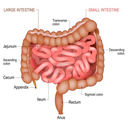 Illustration for Anatomy of the Small Intestine and  large bowel. Medical diagram. Part of a human gastrointestinal tract. Digestive system. Realistic Vector illustration - Royalty Free Image