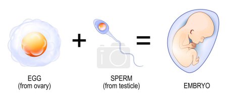 Proceso de fertilización. Desde la penetración de espermatozoides en el huevo hasta el desarrollo embrionario. Embarazo. Ilustración vectorial