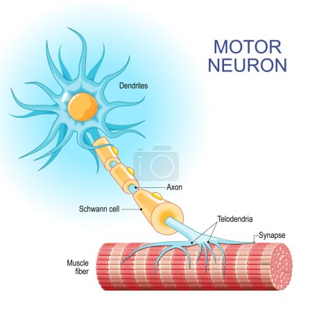 Neurona motora. Estructura y anatomía de una neurona eferente. Primer plano de una fibra muscular, y motoneurón con Dendritas, Sinapsis, Telodendria, Axon, célula de Schwann. Los axones llevan señales desde la médula espinal a los músculos. Ilustración vectorial
