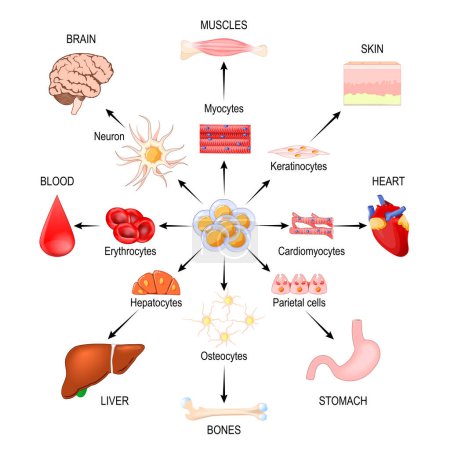 Illustration for Stem cells. Regenerative medicine. Using stem cells to treat disease. Vector illustration - Royalty Free Image