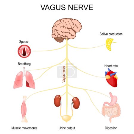 Illustration for Vagus Nerve. parasympathetic nervous system. Function of the Nervus Vagus for Saliva production, Breathing, Speech, Muscle movements, Urine output, Digestion and Heart rate. Vector illustration to explain about Autonomic Nervous System - Royalty Free Image