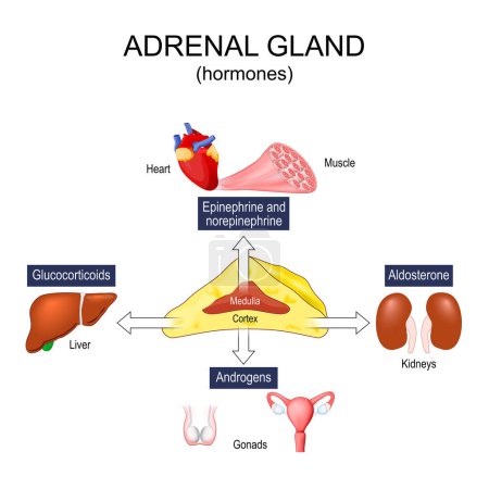 Illustration for Adrenal gland hormones. Cross section of a human suprarenal glands. Androgens, Cortisol, Aldosterone, Epinephrine and Norepinephrine. Vector illustration - Royalty Free Image