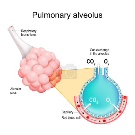 Alveolos pulmonares. intercambio de gases en los pulmones. Bronquiolas respiratorias con sacos alveolares. Sección transversal del alveolo y capilar. Sistema respiratorio. Ilustración vectorial