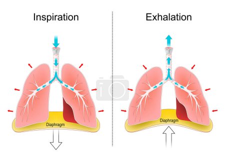 Illustration for Breathing. Respiration, movements of the chest, lungs, and diaphragm. Gas exchange. Inhalation or inspiration, and Exhalation. Human Respiratory system. Lung function. vector illustration - Royalty Free Image