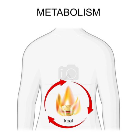 Illustration for Metabolism. Burn calories and Weight management. Flame with arrows rotation on human body. Vector illustration - Royalty Free Image