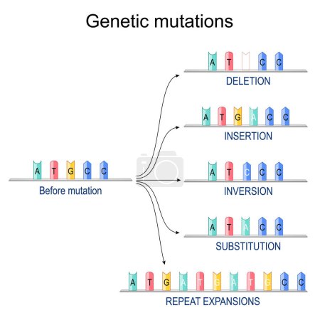 Illustration for Genetic mutations. DNA Before mutation and after insertion, repeat expansions, substitution, inversion, deletion. DNA repair mechanisms. Vector diagram - Royalty Free Image