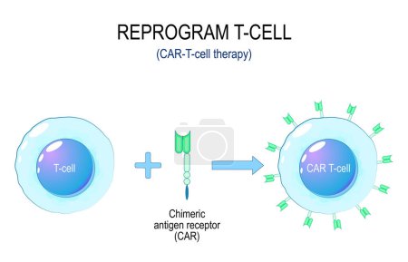 Terapia de cáncer de células CAR-T. Proceso de reprogramación de una célula T. Inmunoterapia de un receptor de antígeno quimérico CAR. Tratamiento del cáncer. Ingeniería genética. ilustración vectorial