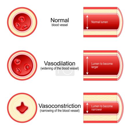 Vasoconstriction and Vasodilation of an artery. Lumen of vein. Cross section of the blood vessel with red blood cells. comparison of normal, constricted, and dilated blood vessels. Vector illustration