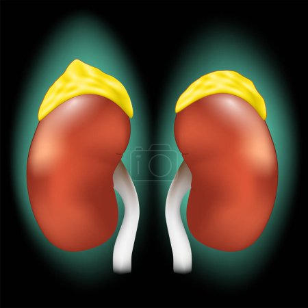 Illustration for Adrenal glands. Realistic kidneys and suprarenal glands with glowing effect. Endocrine system. Human body anatomy. Image for healthcare design. Vector poster - Royalty Free Image