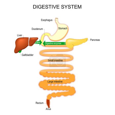 Illustration for Part of a Human Digestive system. Esophagus, Stomach, Duodenum, Small and Large intestine, Rectum. Digestion process from dissolution to absorption and fermentation. Vector illustration - Royalty Free Image