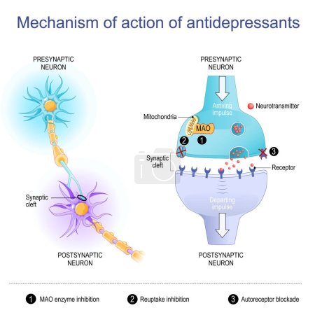 Mecanismo de acción de los antidepresivos. Primer plano de neuronas y hendidura sináptica con neurotransmisores, receptor, mitocondrias y enzima MAO. Diagrama vectorial