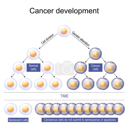 Cancer development. Carcinogenesis or Oncogenesis. Tumor cell initiation. Cell proliferation. Vector illustration
