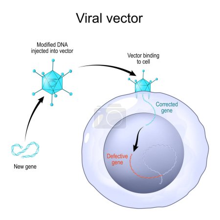 Vector viral para entregar material genético en las células. Adenovirus para terapia génica. Ingeniería genética. Edición del genoma. Ilustración vectorial