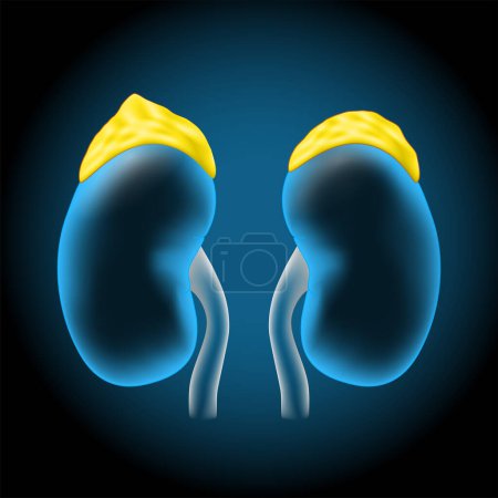 Illustration for Adrenal glands. Realistic transparent blue human kidneys with glowing effect and yellow anatomically correct suprarenal glands on dark background. Human Endocrine System. vector illustration like X-ray image for healthcare design. - Royalty Free Image