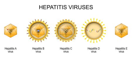 Structure and anatomy of virions of five known human hepatitis viruses: A, B, C, D, and E. Inflammation of the liver caused by infection with the hepatitis virus. Vector illustration