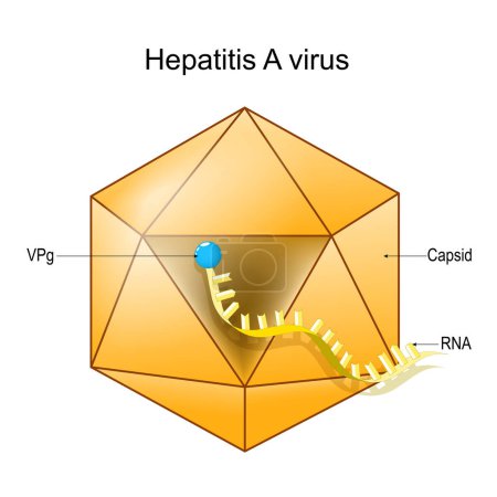 Téléchargez les illustrations : Structure of Hepatitis A virus. Virion anatomy. Infectious disease of the liver caused by HAV. Viral hepatitis. Vector diagram - en licence libre de droit