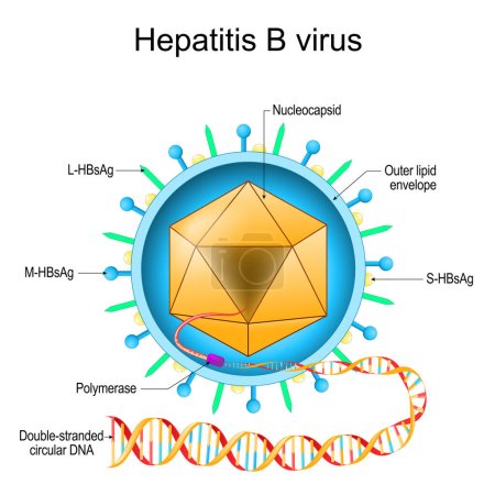 Ilustración de Structure of Hepatitis B virus. Virion anatomy. Infectious disease of the liver caused by HBV. Viral hepatitis. Vector diagram - Imagen libre de derechos