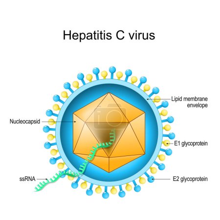 Ilustración de Estructura del virus de la hepatitis C. Anatomía del Virión. Enfermedad infecciosa del hígado causada por el VHC. Hepatitis viral. Diagrama vectorial - Imagen libre de derechos