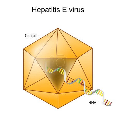 Estructura del virus de la hepatitis E. Anatomía del Virión. Enfermedad infecciosa del hígado causada por el VHE. Hepatitis viral. Diagrama vectorial