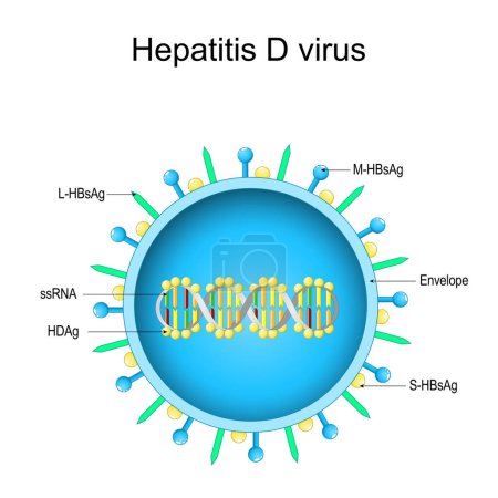 Ilustración de Estructura del virus de la hepatitis D. Anatomía del Virión. Enfermedad infecciosa del hígado causada por el HDV. Hepatitis viral. Diagrama vectorial - Imagen libre de derechos
