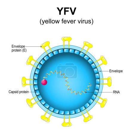 Ilustración de Estructura del virus de la fiebre amarilla. Primer plano de una anatomía Virion. magnificado del virus del gato amarillo. Diagrama vectorial - Imagen libre de derechos