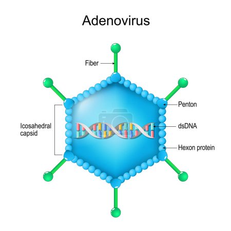 Adenovirus structure. Close-up of a Virion anatomy. magnified of virus particle. Vector diagram