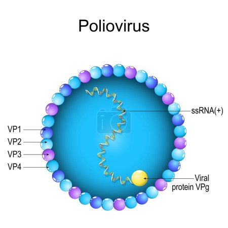 Poliovirus structure. Close-up of a Virion anatomy. magnified of virus that caused of polio, poliomyelitis. Vector diagram