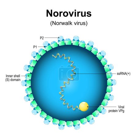 Norovirus structure. Close-up of a Virion anatomy. Stomach bug. Magnified of Norwalk virus that caused of gastroenteritis and winter vomiting disease. Vector diagram