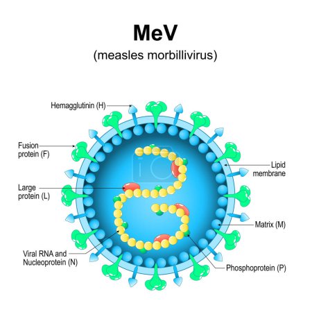 Illustration for Measles morbillivirus structure. Close-up of a MeV Virion anatomy. Magnified of measles virus. Vector diagram - Royalty Free Image