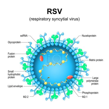Respiratory syncytial virus. RSV structure. Close-up of a orthopneumovirus. Virion anatomy. Magnified of virus that causes infections of a human respiratory tract. Vector diagram