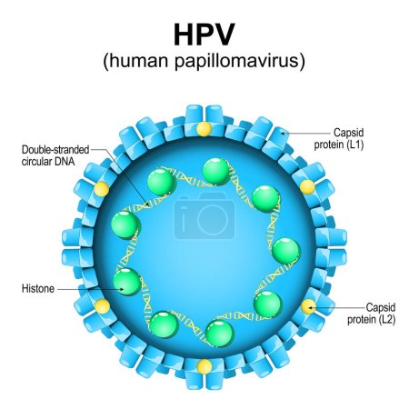 Téléchargez les illustrations : Papillomavirus humain. Structure du VPH. Gros plan d'un virion. Agrandissement des particules virales. Schéma vectoriel - en licence libre de droit