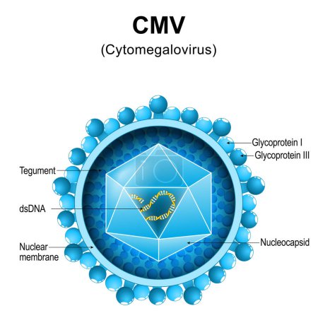 Téléchargez les illustrations : Cytomégalovirus. Structure du CMV. Gros plan sur l'anatomie du virion. Agrandissement des particules virales qui causent la mononucléose et la pneumonie. Schéma vectoriel - en licence libre de droit