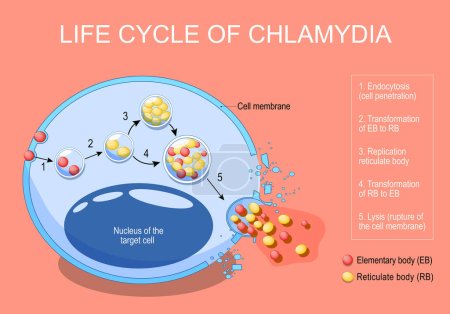 Illustration for Chlamydia life cycle. pathogen bacteria. Sexually transmitted disease and Chlamydia infection. Vector poster. infographics - Royalty Free Image