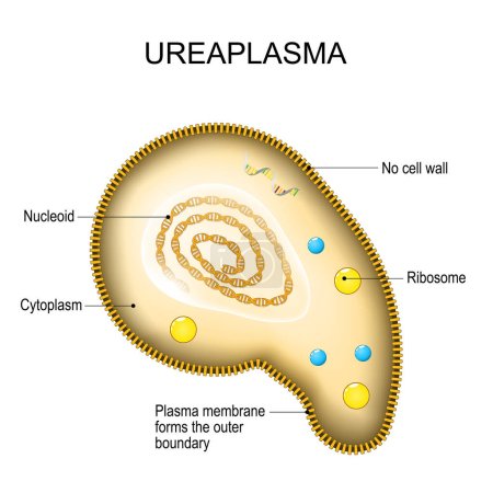Ureaplasma anatomy. Cell structure of bacteria Mycoplasma. the bacterium is the causative agent of sexually transmitted diseases. Reproductive health. Vector diagram