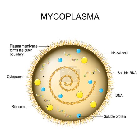 Mycoplasma. Structure cellulaire bactérienne. Maladies sexuellement transmissibles. Illustration vectorielle