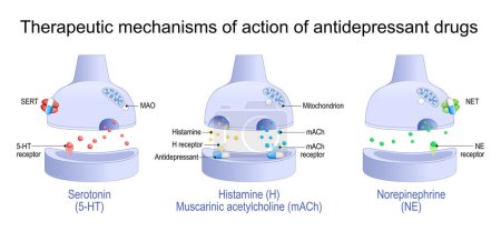 Therapeutic mechanisms of action of antidepressant drugs. Antidepressant blocks receptors and monoamine transporter proteins of Histamine, Muscarinic acetylcholine, Norepinephrine and Serotonin. Close-up of synaptic clefts between dendrites of neuron