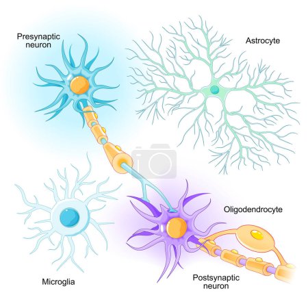 Illustration for Neurons and glial cells location in Central nervous system, and peripheral nervous system. Microglia, oligodendrocyte, and astrocyte from White and Gray matter of brain. Neuronal communication. Vector illustration - Royalty Free Image
