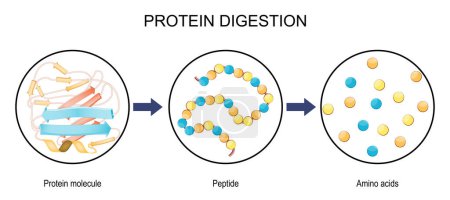 Digestión de proteínas. Las enzimas proteasas y peptidasas son la digestión rompe la proteína en cadenas de péptidos más pequeñas y en aminoácidos simples, que se absorben en la sangre. Ilustración vectorial