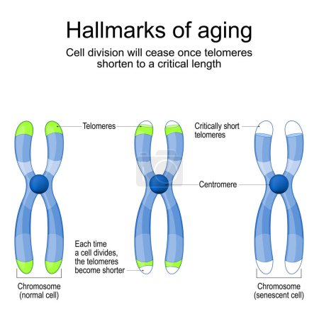 Kennzeichen des Alterns. Chromosomen mit Telomeren vor und nach der Teilung neuer und seneszenter Zellen. Sobald sich die Telomere auf eine kritische Länge verkürzen, hört die Zellteilung auf. Zellalterung. Vektorillustration