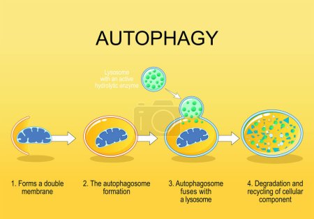 Autophagie-Schritte. Zellstoffrecycling. Schematische Darstellung. Natürlicher Mechanismus in der Zelle, der unnötige Bestandteile entfernt. Vektorillustration