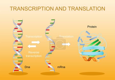 Ilustración de Transcripción y traducción. Del ADN al ARNm. Síntesis proteica. Código genético. Procesamiento de ARN. Expresión génica. Diagrama vectorial. - Imagen libre de derechos